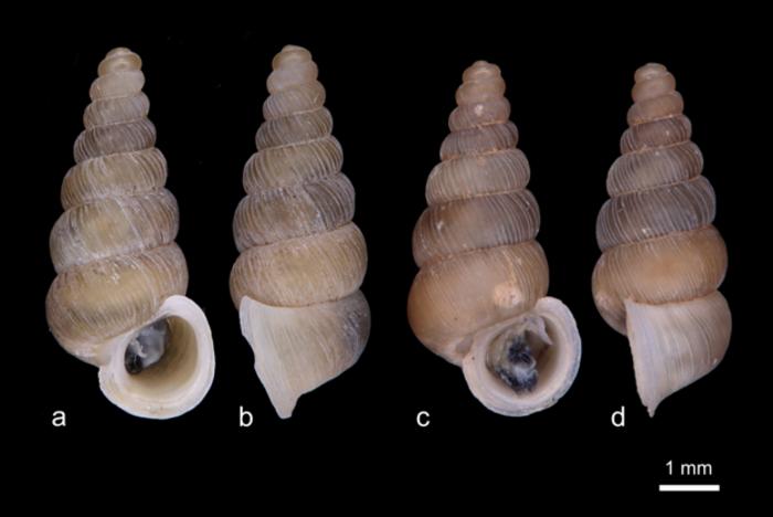 Cochlostoma komarnica and Cochlostoma dobrido