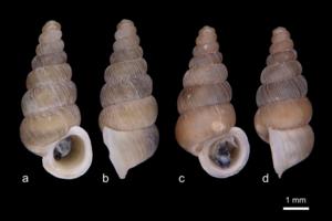 Cochlostoma komarnica and Cochlostoma dobrido
