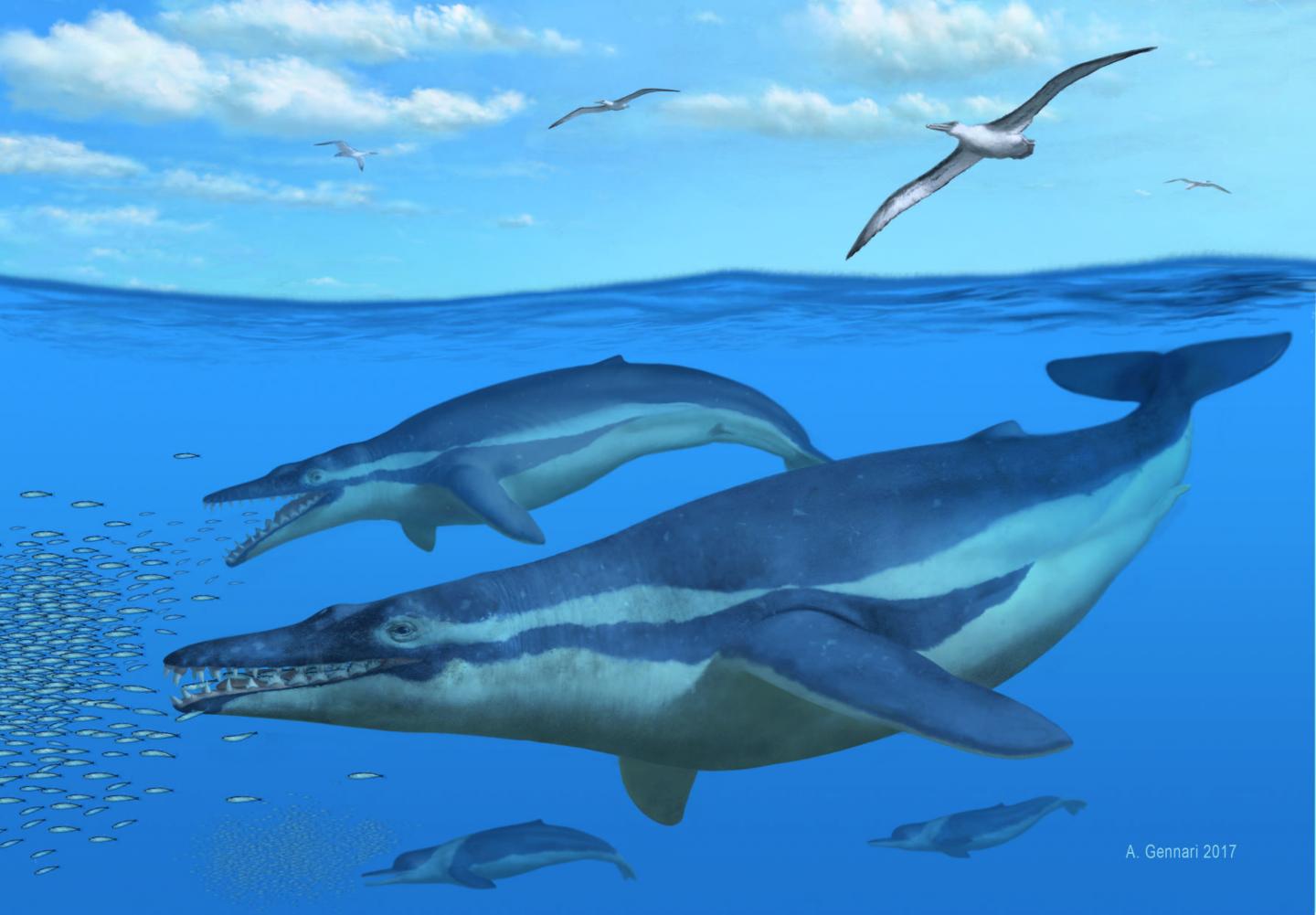 <i>Coronodon havensteini</i> Reconstruction