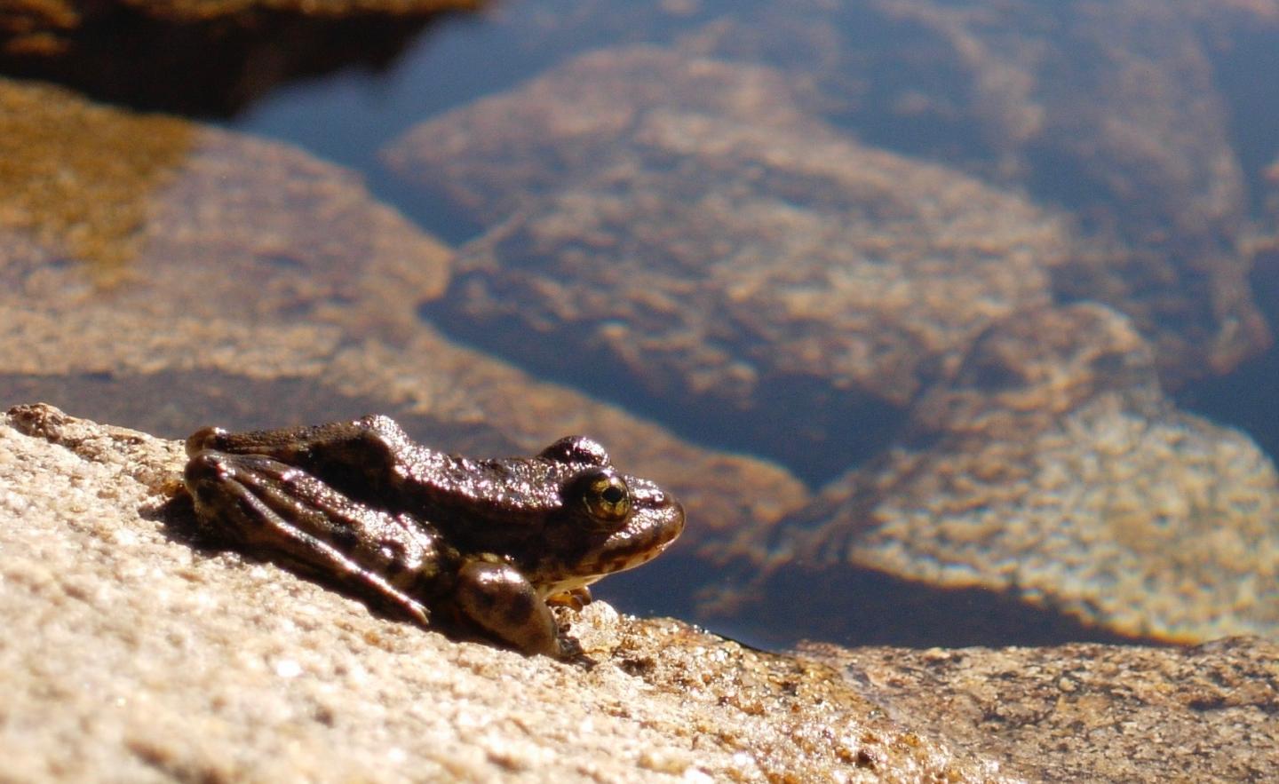 Healthy frog