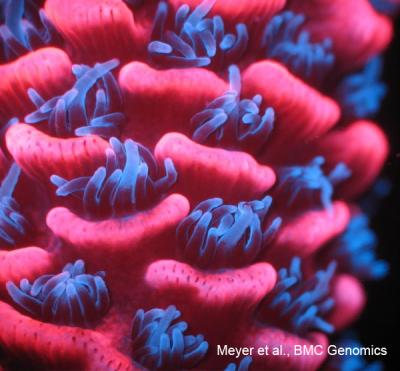 Coral