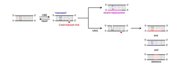 base editing schematic