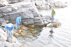 Uummannaq algae collection