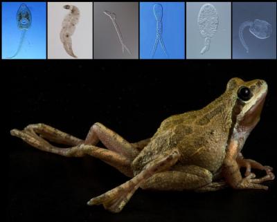 Pacific Chorus Frog