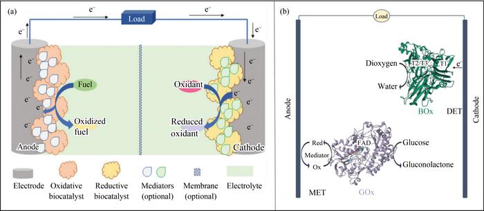 (a) Schematic illustration of an EBFC; (b) direct (cathode) and mediated (anode) electron transfer between enzymes and electrodes