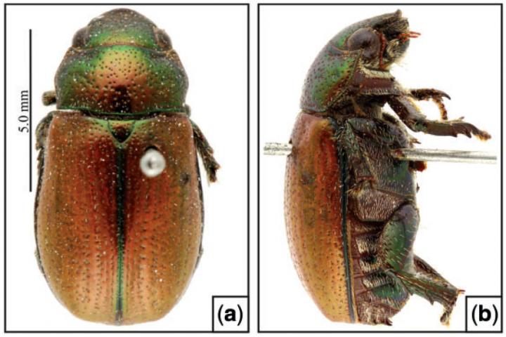 <i>Leucothyreus suturalis</i>