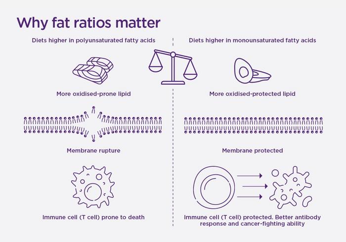 Diets with a lower ratio of polyunsaturated fatty acids to monounsaturated fatty acids make T cells more resilient and resistant to cell death.