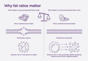 Diets with a lower ratio of polyunsaturated fatty acids to monounsaturated fatty acids make T cells more resilient and resistant to cell death.