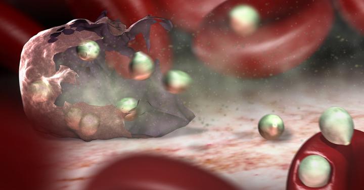 Malaria Parasite
