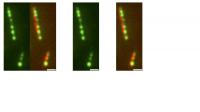 Micrograph: TPX2 beading on microtubules