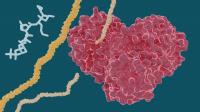 X-ray study explores potential of hepatitis C drugs to treat COVID-19