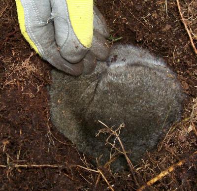 Dwarf Lemur