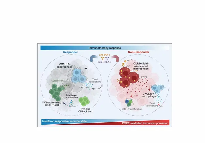 Schematic illustration of binary macrophage states associated with interferon-responsive immune activation and PGE₂-related immunosuppressive features and their relationship with differential responses to immunotherapy in gastric cancer.
