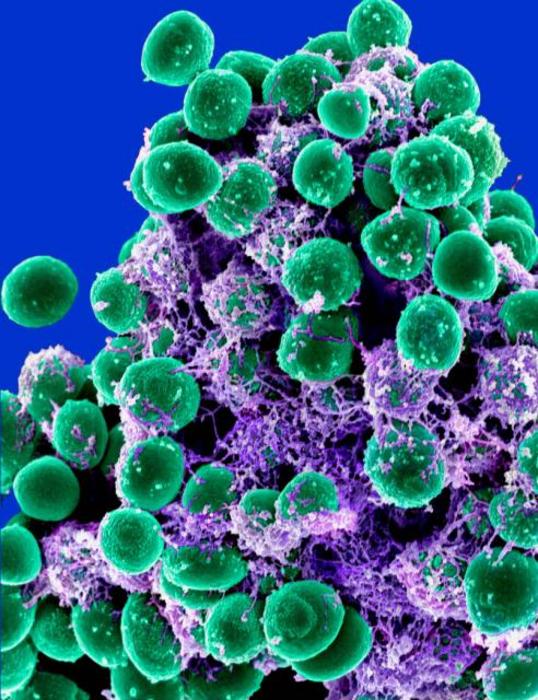 Bacterial image
