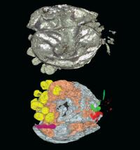 Siveter et al. (2 of 2)