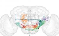 Fly Brain Diagram