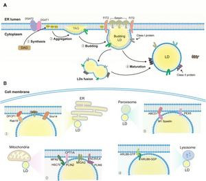 LD biogenesis and its contact sites.