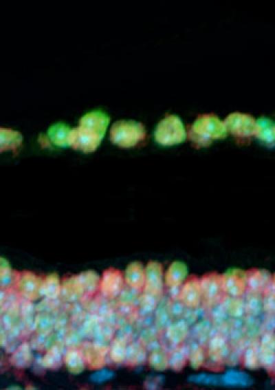 Mouse Retina Cross-Section