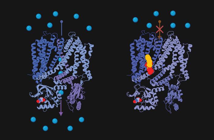 Study Reveals How a Membrane Lipid Tunes the Eye’s Response to Light