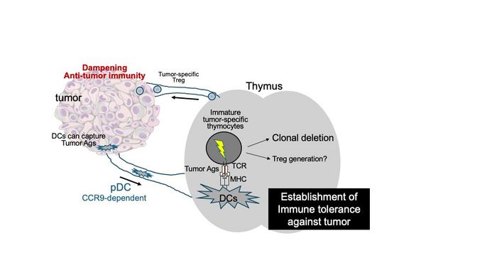 The CCR9-dependent thymic tolerance pathway