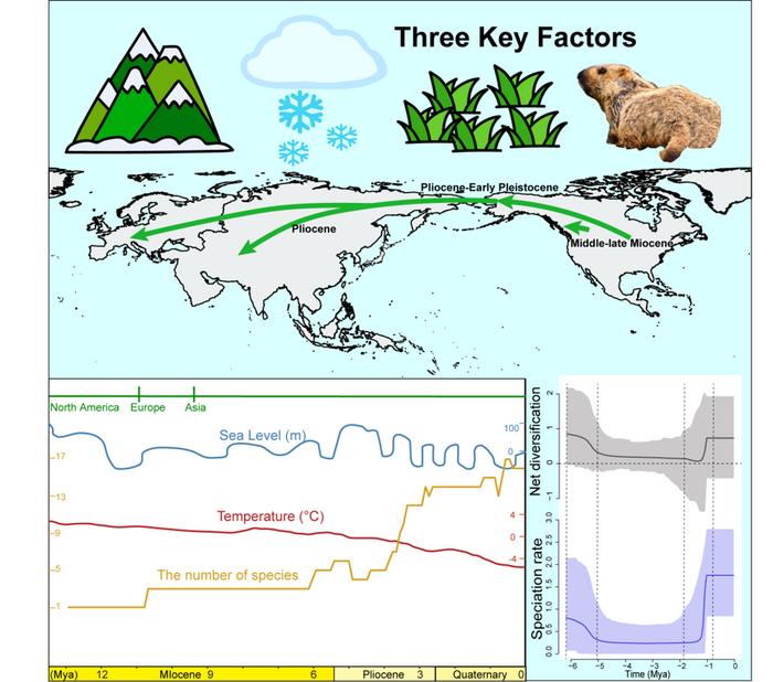 Transcontinental dispersal and diversification of marmots driven by global environmental change since the Miocene