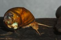 Spotted Rocksnail