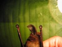 Drag-resistant Bats
