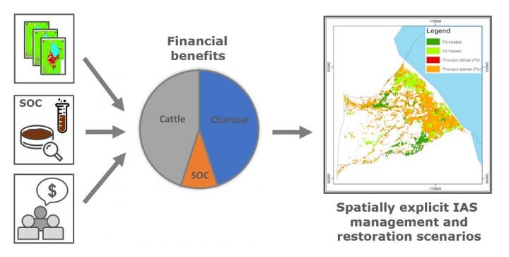 The benefits of clearing Prosopis julifora and grassland restoration in Baringo County, Kenya