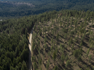 Untreated vs. treated forest