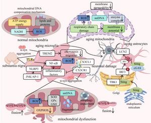 Aging exacerbates PD pathology through mitochondrial dysfunction and neuroinflammation