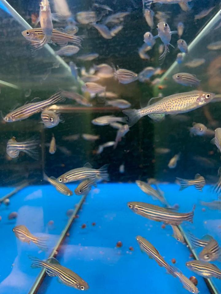 Zebrafish