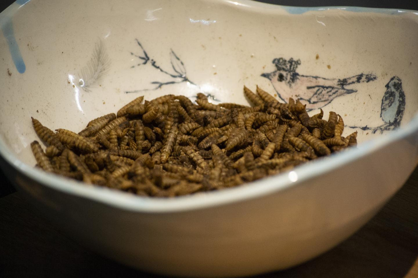 Black Soldier Fly Larvae