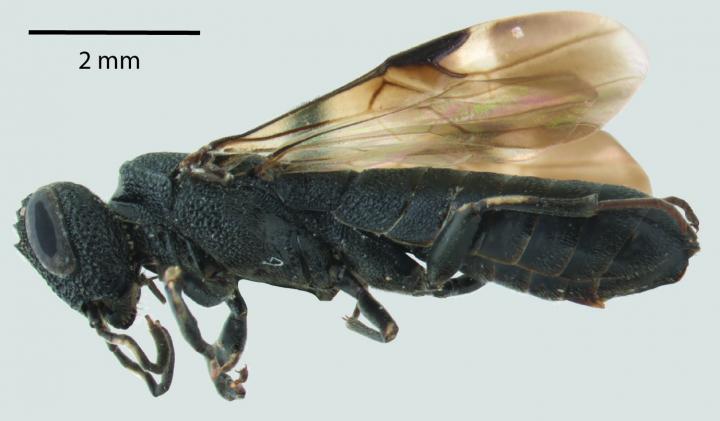 <I>Orussus minutus</I>