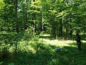 Field work on oak regeneration