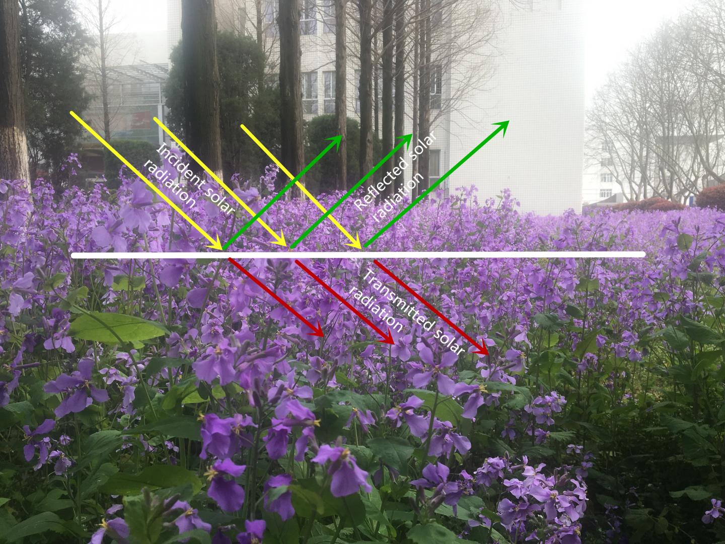 Illustration of Canopy Radiative Transfer