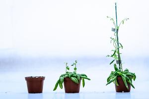 Growing Arabidopsis thaliana (thale cress)