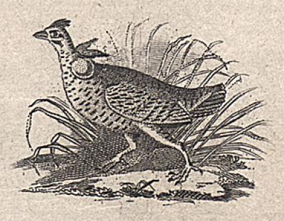 Audubon's Running Grouse