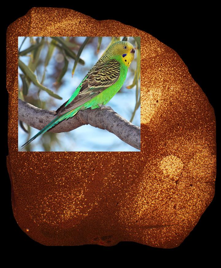 Budgie and Brain