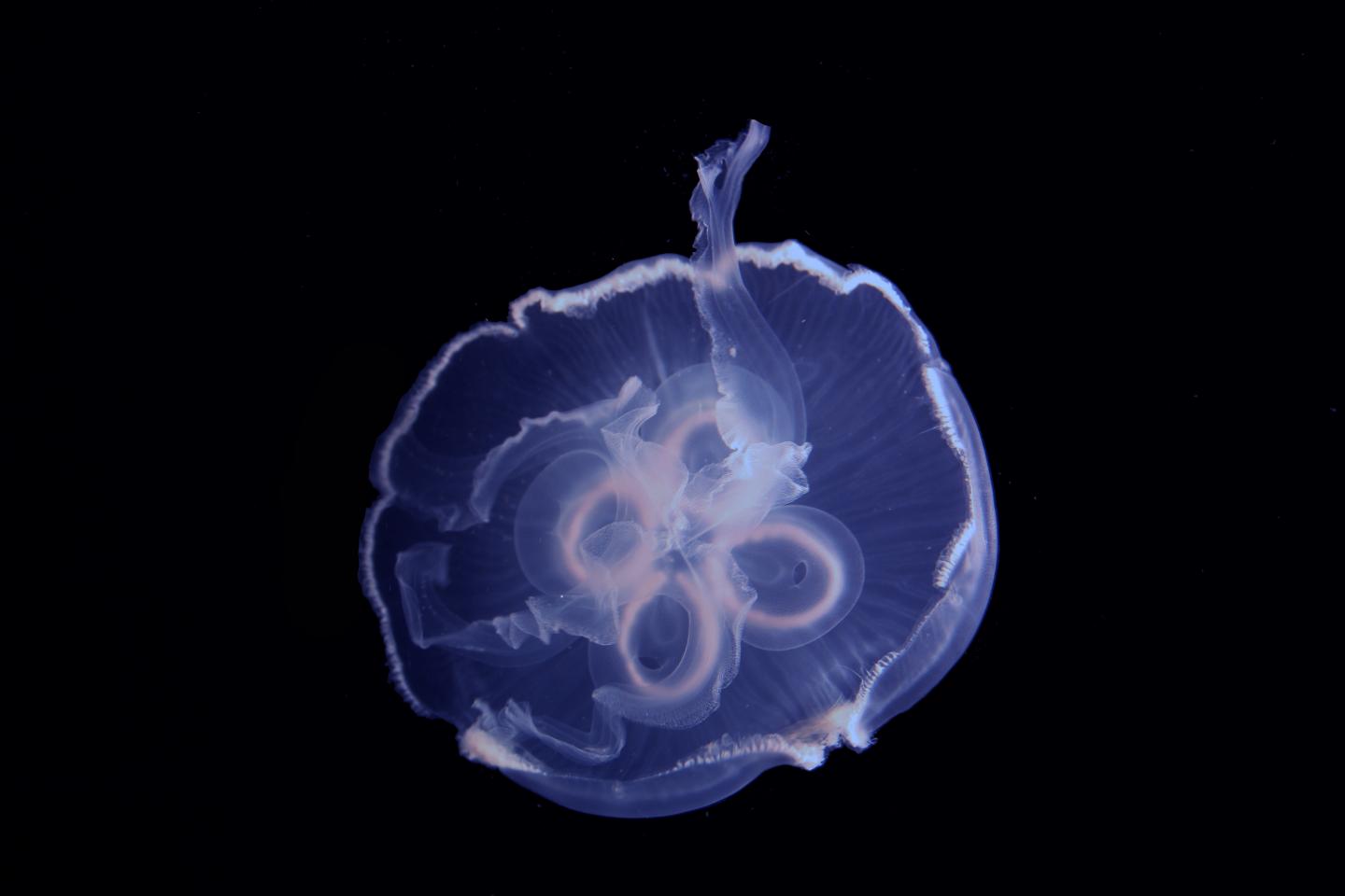 Jellyfish swimming