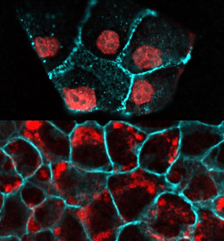 Mechanical Tensions Control Cell Division and Death