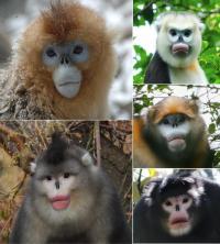 Snub-nosed monkeys: Conservation challenges in the face of