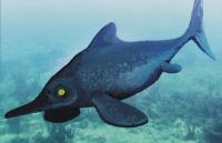 <i>Acamptonectes</i> Ichthyosaur