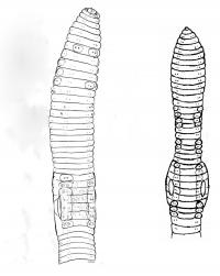 <i>Eisenia nordenskioldi mongol</i>