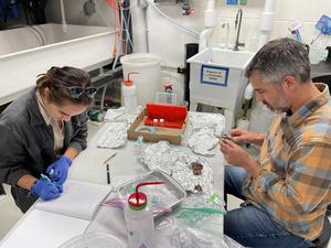 Sample analysis