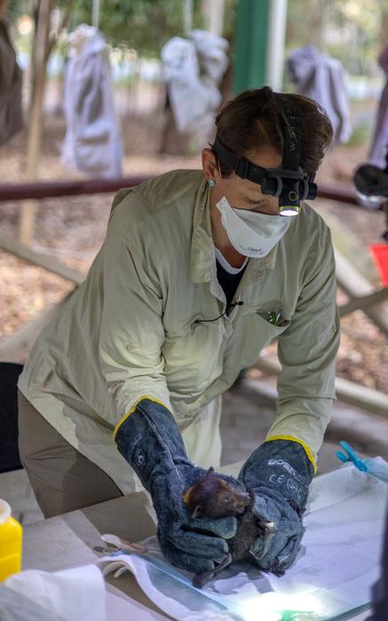 Dr Alison Peel holds a black flying fox in Queensland, Australia, in preparation for sampling.