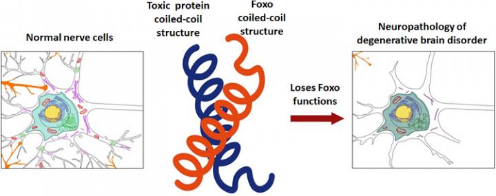 Conceptual Diagram