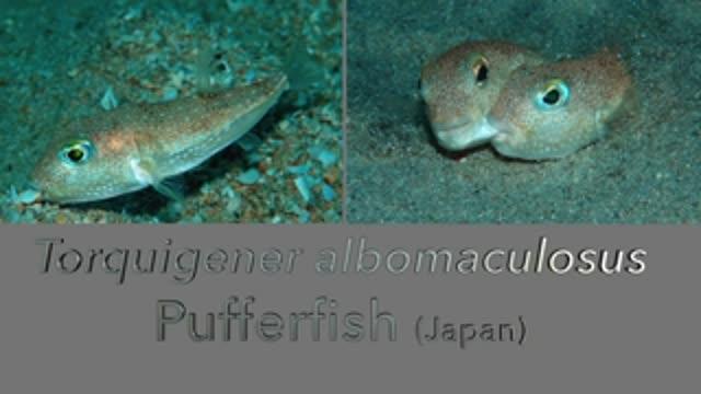 Top 10 New Species for 2015