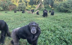 Chimps in a field
