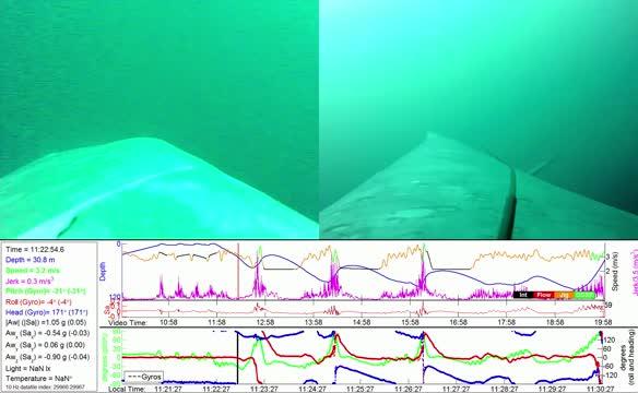 Blue Whale Lunge Feeding