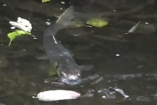 Toxic Stormwater Lethal to Coho Salmon